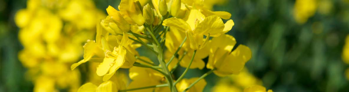 Даріо — гібрид озимого ріпаку DSV